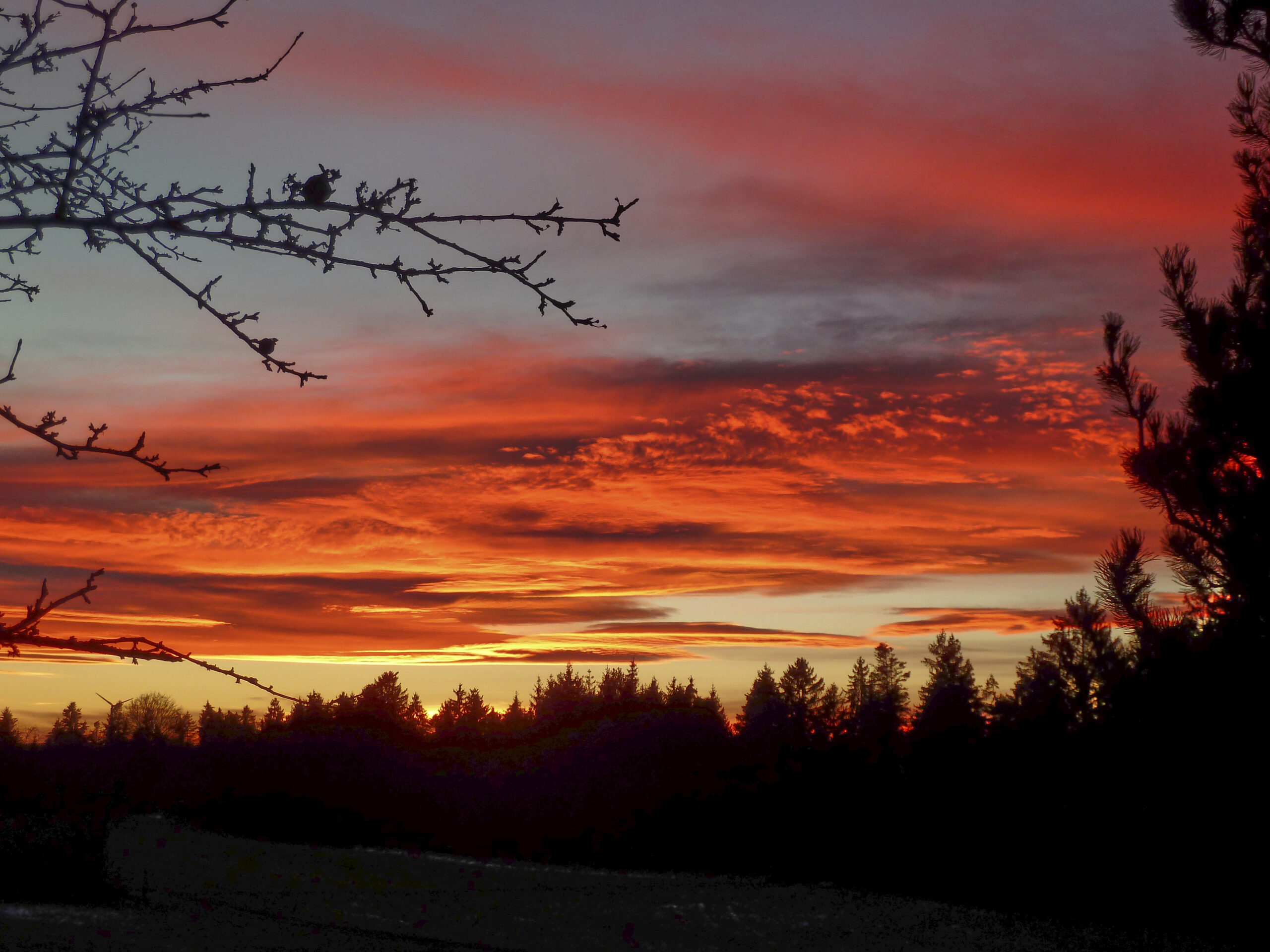 Leicht bewölkter rot-orangener Sonnenuntergang mit Nadelbäumen unterhalb des Himmels und einer Wiese vor den Bäumen